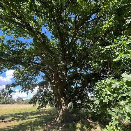 Lägenhet Exklusive Bei Berlin, Bis 5 Gaeste, Grosse Terrasse, Garten *