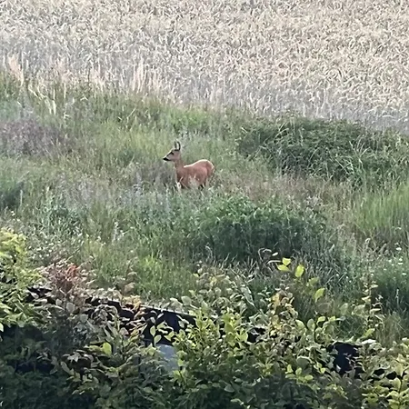 Exklusive Bei Berlin, Bis 5 Gaeste, Grosse Terrasse, Garten