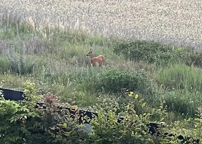 Exklusive Bei Berlin, Bis 5 Gaeste, Grosse Terrasse, Garten